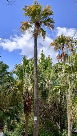 Nationella trädgårdarna.